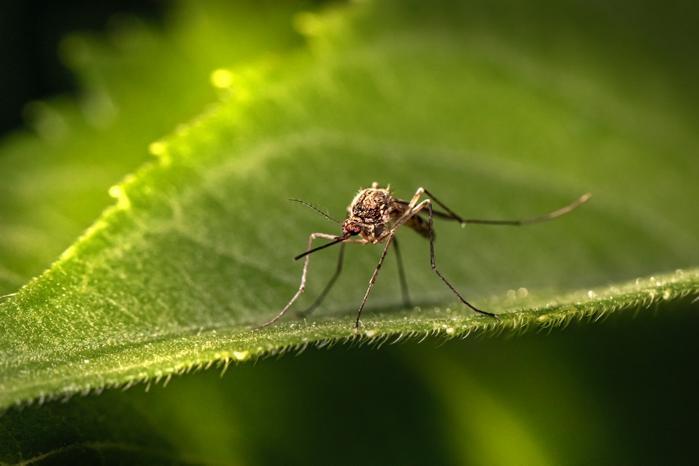 Muggenstekker: De oplossing tegen muggenoverlast