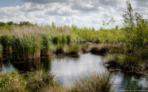 Haaksbergerveen