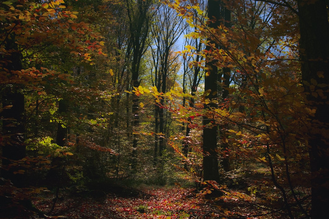 Rustige herfstwandeling in Twente: zo kies je een ontspannen route zonder drukte